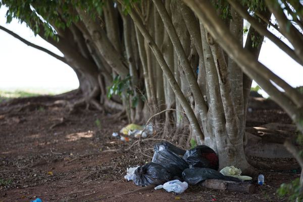 Brasília (DF), 13/11/2015 - Derrubadas nos parques públicos - Situação da orla após a derrubada do GDF - Foto, Michael Melo/Metrópoles