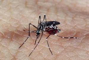 aedes_dengue