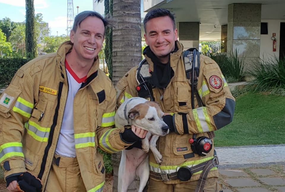 Cadela é resgatada por bombeiros durante incêndio em apartamento no DF