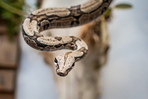 Os Ovos Da Serpente Por Marcos Magalh Es Metr Poles