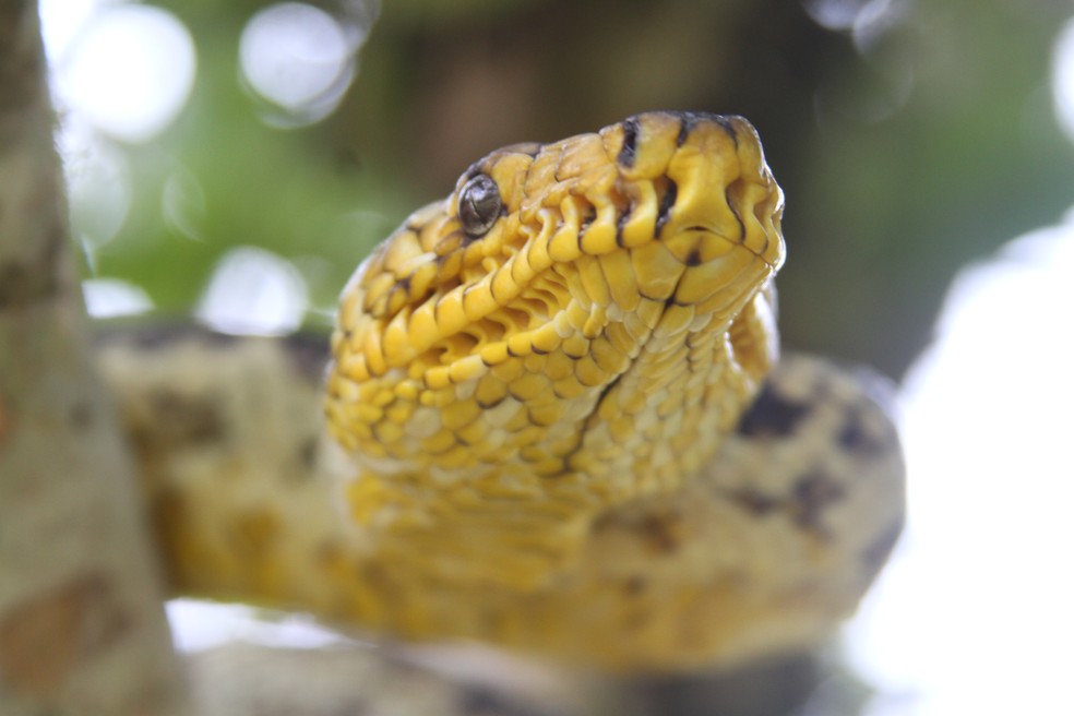 Jiboia mais rara do mundo é encontrada por pesquisador em São Paulo