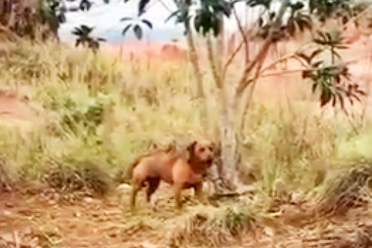 Vídeo cão amarrado a árvore é resgatado após latir por 2 dias no mato