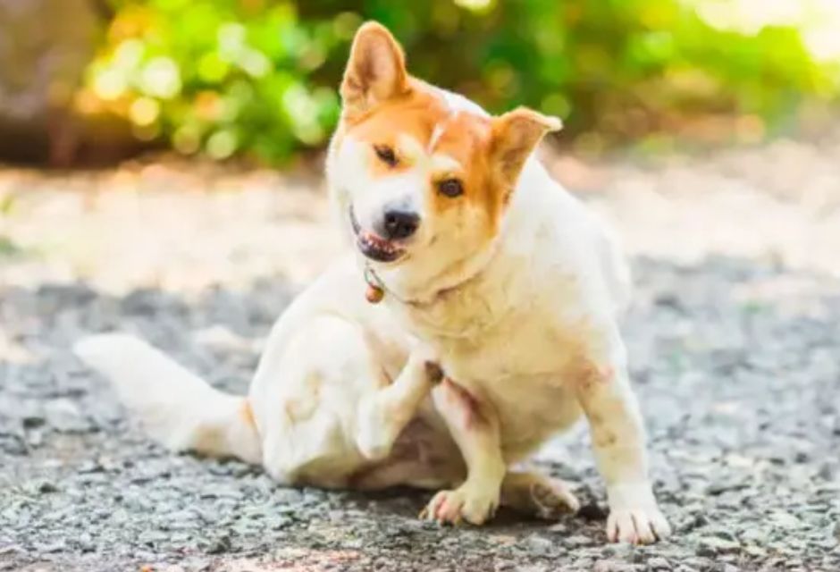 Veja Rem Dios Caseiros Que Ajudam A Acabar A Coceira Do Cachorro