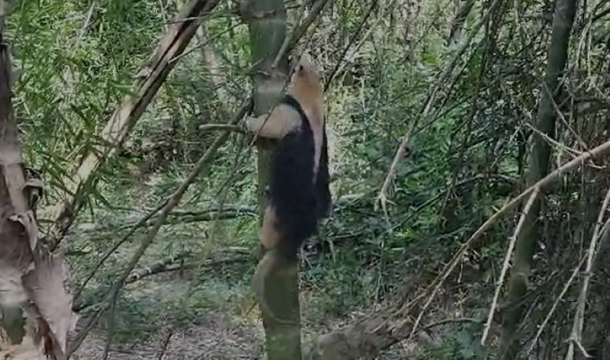 Vídeo tamanduá mirim é resgatado e devolvido à natureza em SP Metrópoles