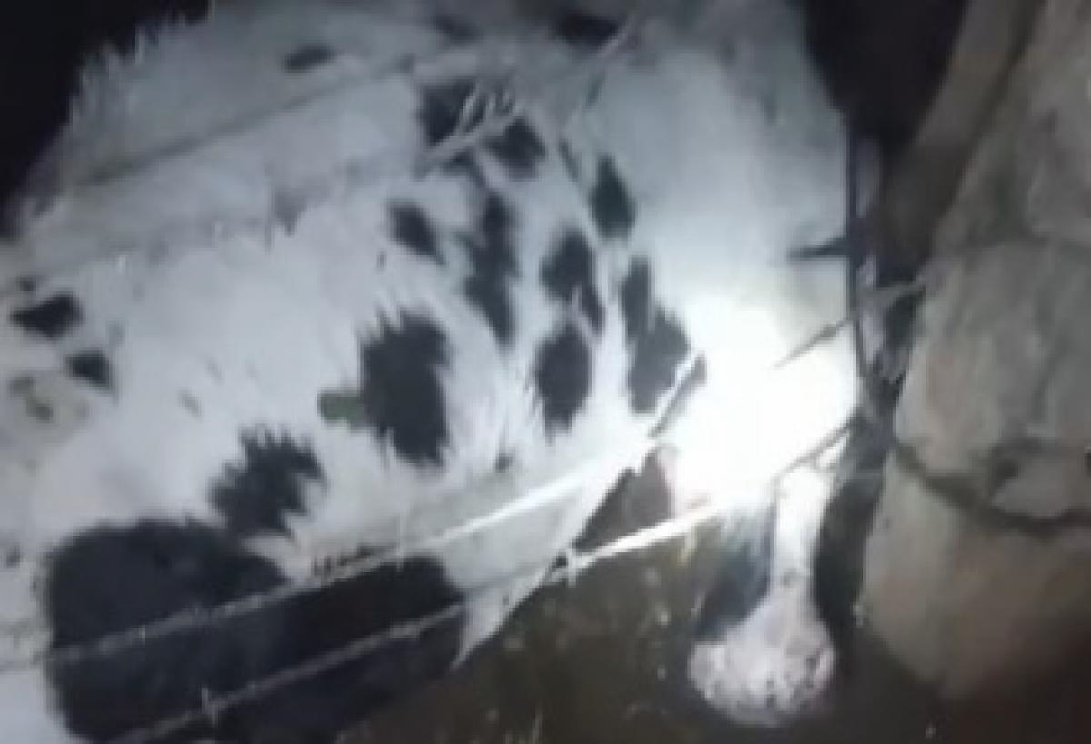 Vídeo sete vacas morrem atingidas por raios em Sergipe Metrópoles