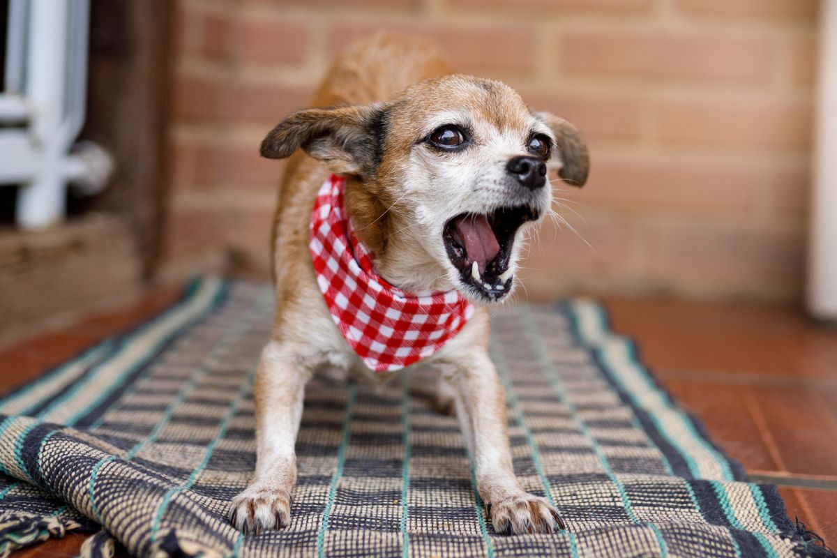 É verdade que cachorro que late não morde Entenda as ameaças caninas