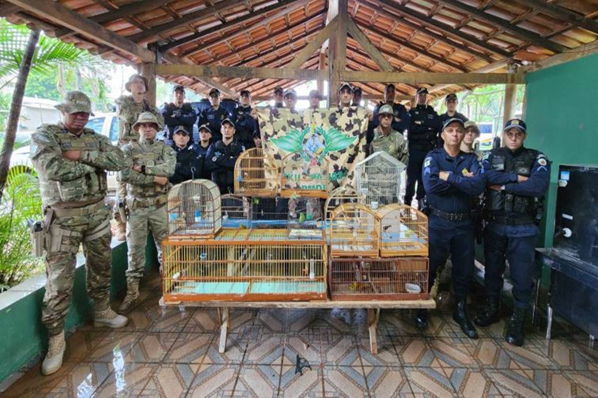 Pol Cia Militar Ambiental Resgata Aves Silvestres Em Cativeiros No Df