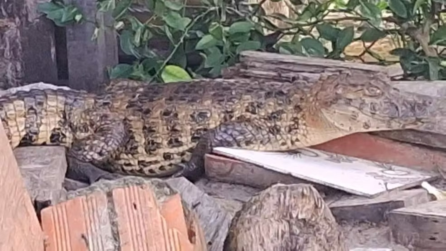 Terceiro jacaré é resgatado na Grande Aracaju neste mês de maio