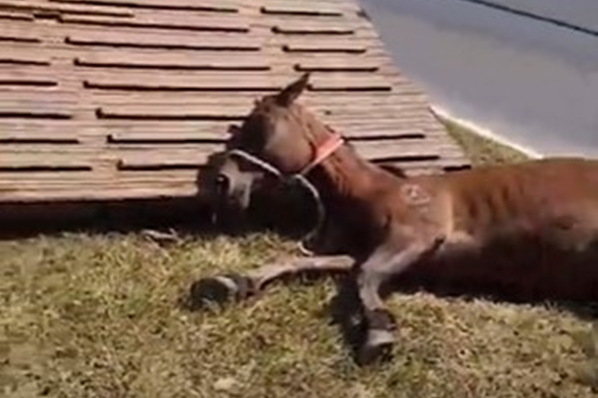 Égua é sacrificada após quebrar pata durante transporte de carga no DF