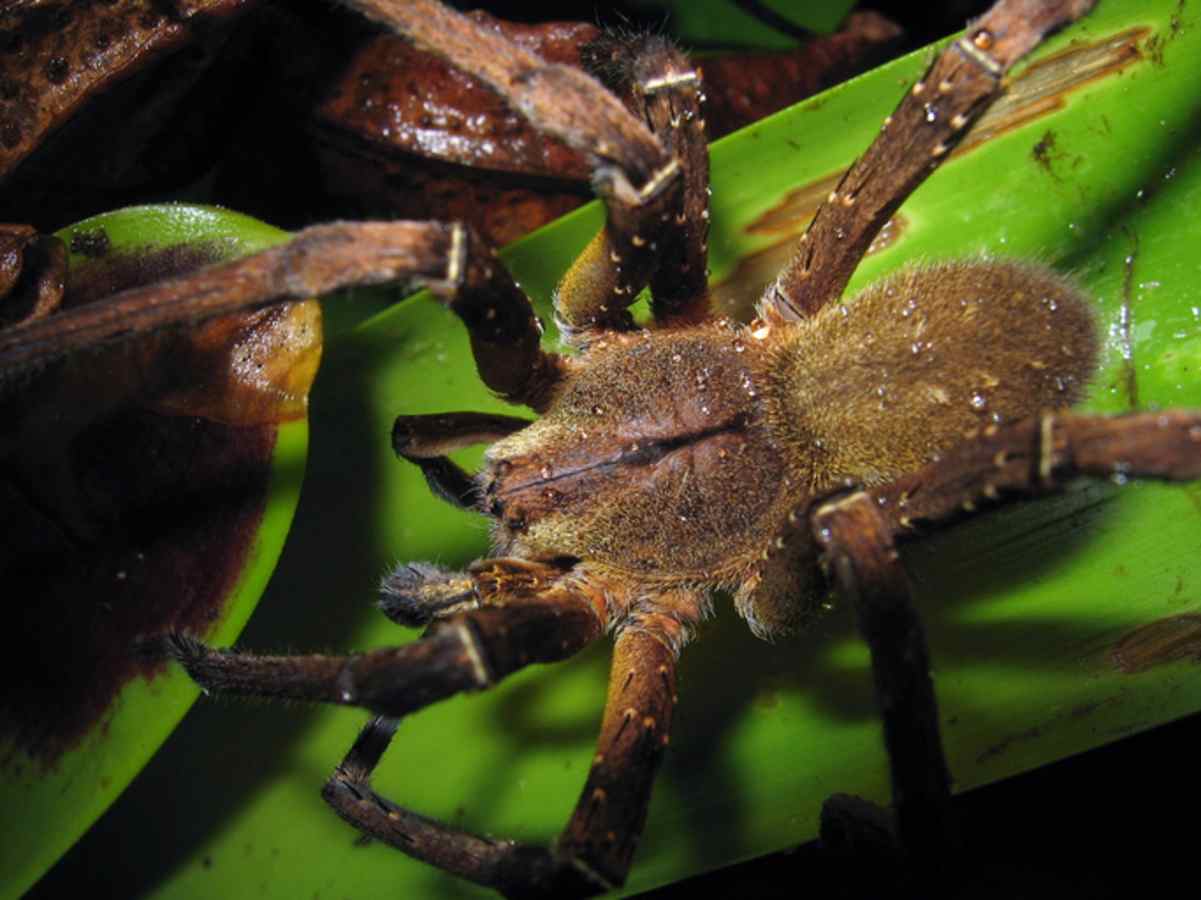 Tr S Das Aranhas Mais Perigosas No Mundo Vivem No Brasil Veja Metr Poles