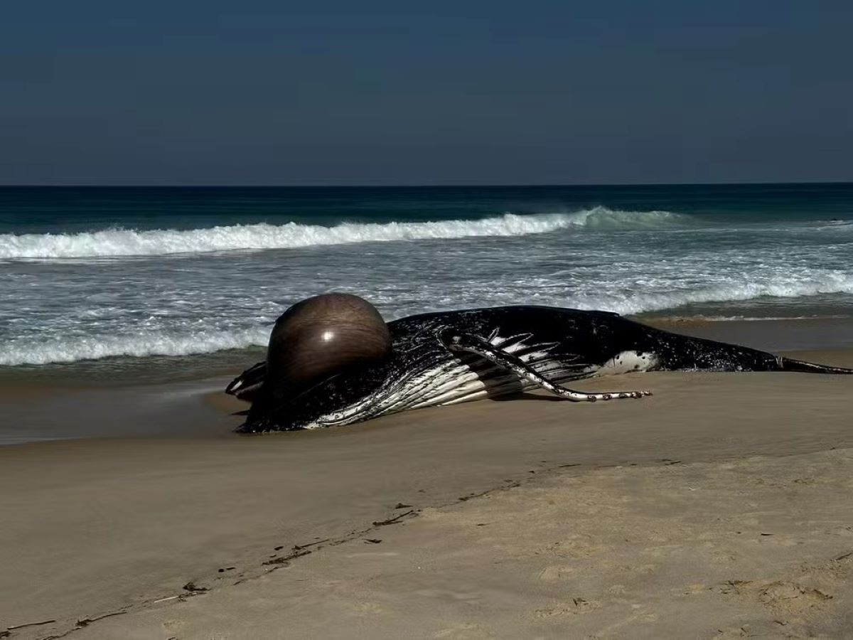 Baleia Jubarte De Toneladas Encontrada Morta Em Praia V Deo