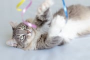 Oferecer brinquedos interativos deixam o pet entretido