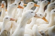 Os EUA confirmam, em janeiro, o primeiro surto de gripe aviária pela cepa H5N9
