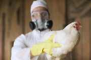 Gripe aviária em Tocantins é identificada: "situação está sob controle"