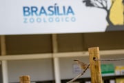Zoológico de Brasília é fechado por suspeita de casos de gripe aviária