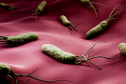 A H. pylori está associada a uma série de doenças