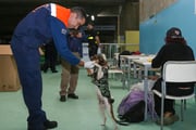 Pets são bem-vindos no local