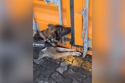Cachorro participa de ação que terminou com apreensão recorde de cocaína no Porto de Santos