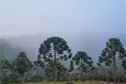 Campos do Jordão registra 2,7ºC e bate recorde de frio nesta madrugada