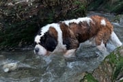 Mergulho no mar no domingo de Páscoa
