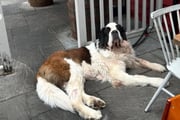 Hercules descansando 