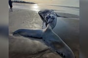 Baleia-jubarte foi encontrada na praia do Jardim Suarão