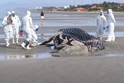 Baleia-jubarte foi encontrada na praia do Jardim Suarão