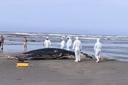 Baleia-jubarte foi encontrada na praia do Jardim Suarão