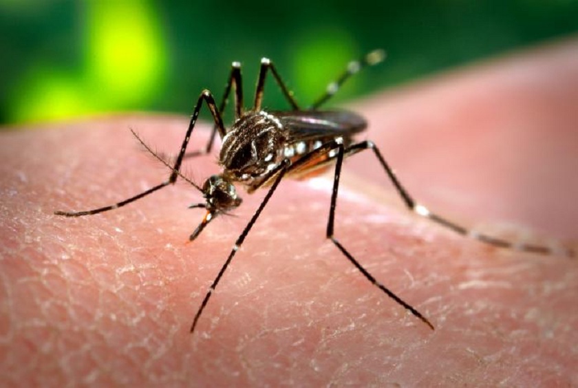 Das 1. 248 notificações de microcefalia no país este ano, apenas uma é do df