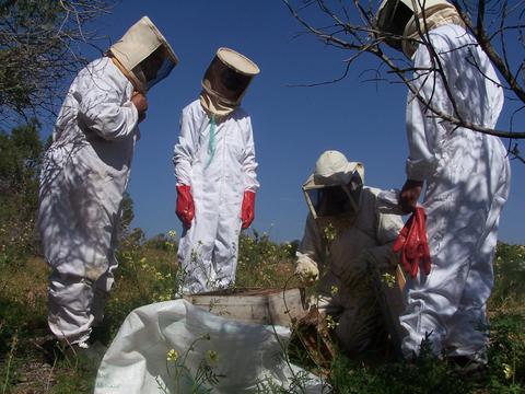 Divulgação/Save The Bees