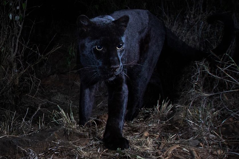 Will Burrard-Lucas/Instagram