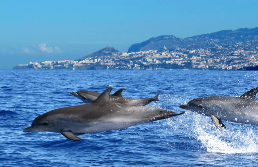 Foto: Turismo da Madeira