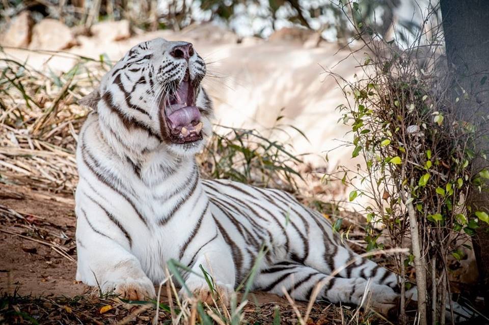 Zoológico de Brasília/Divulgação