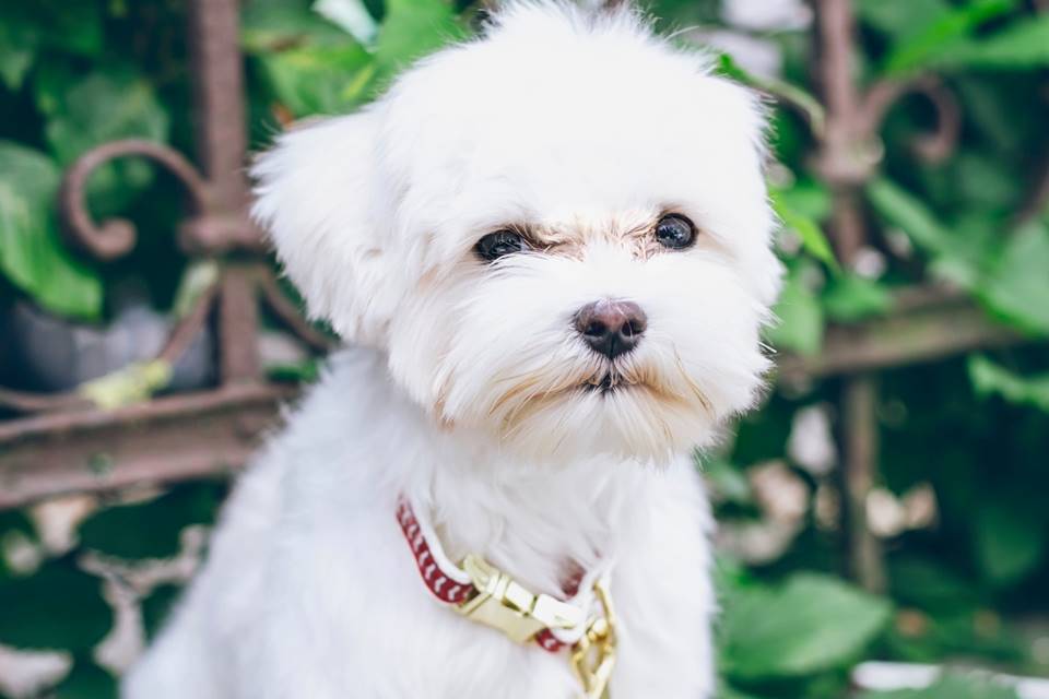 10 curiosidades incríveis sobre os cães da raça maltês