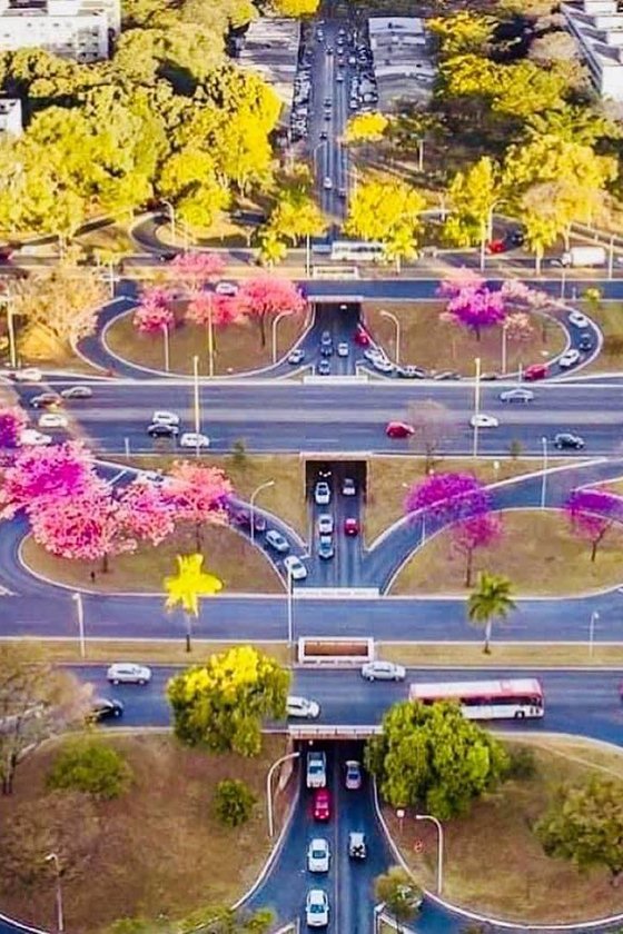 Brasília tesourinhas