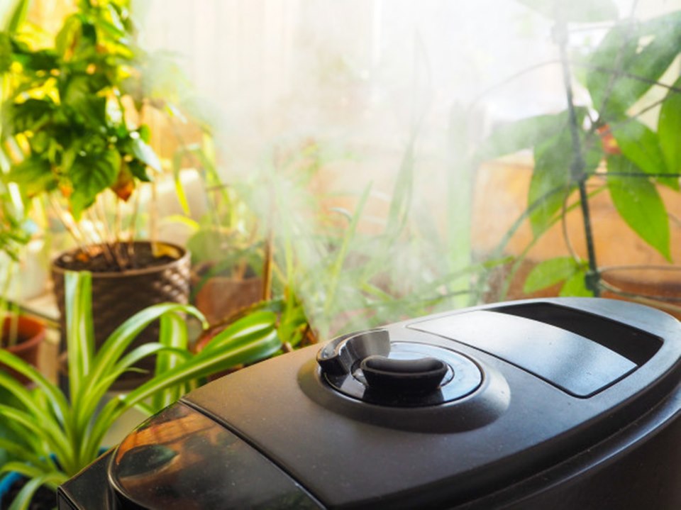 Plantas e umidificador de ar em casa