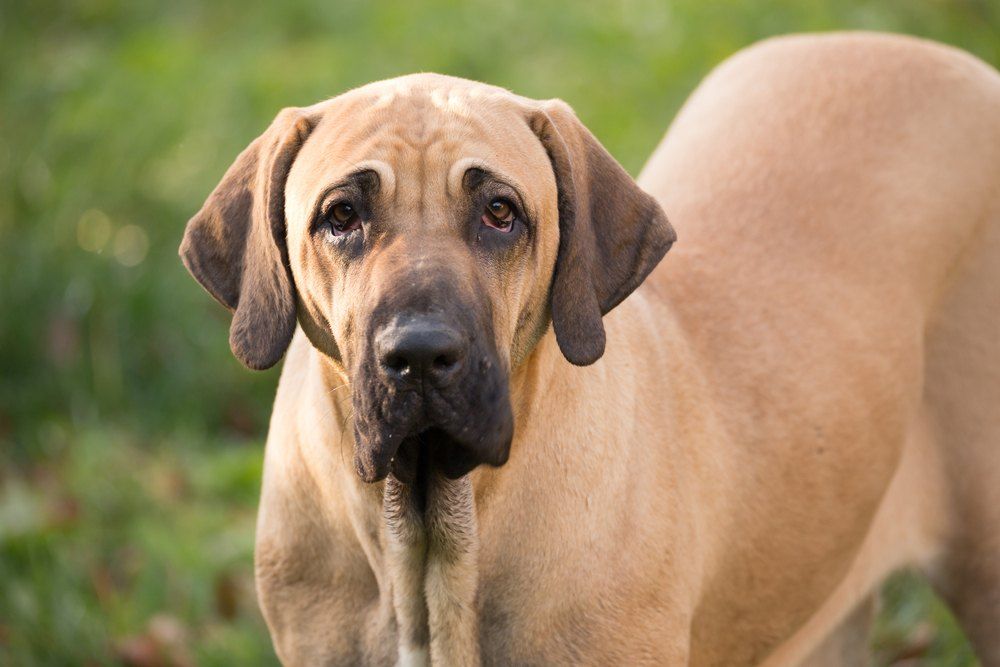 Cachorro da raça fila brasileiro é o bicho