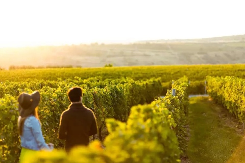 NÃO USAR NOVAMENTE - Vinhedo da Concha Y Toro