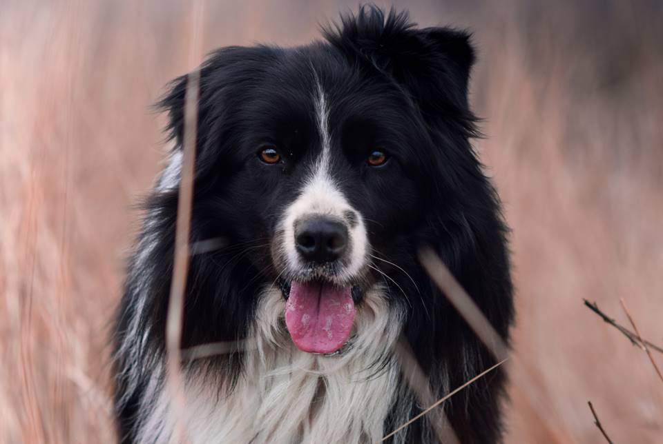 Foto de cachorro da raça border collie