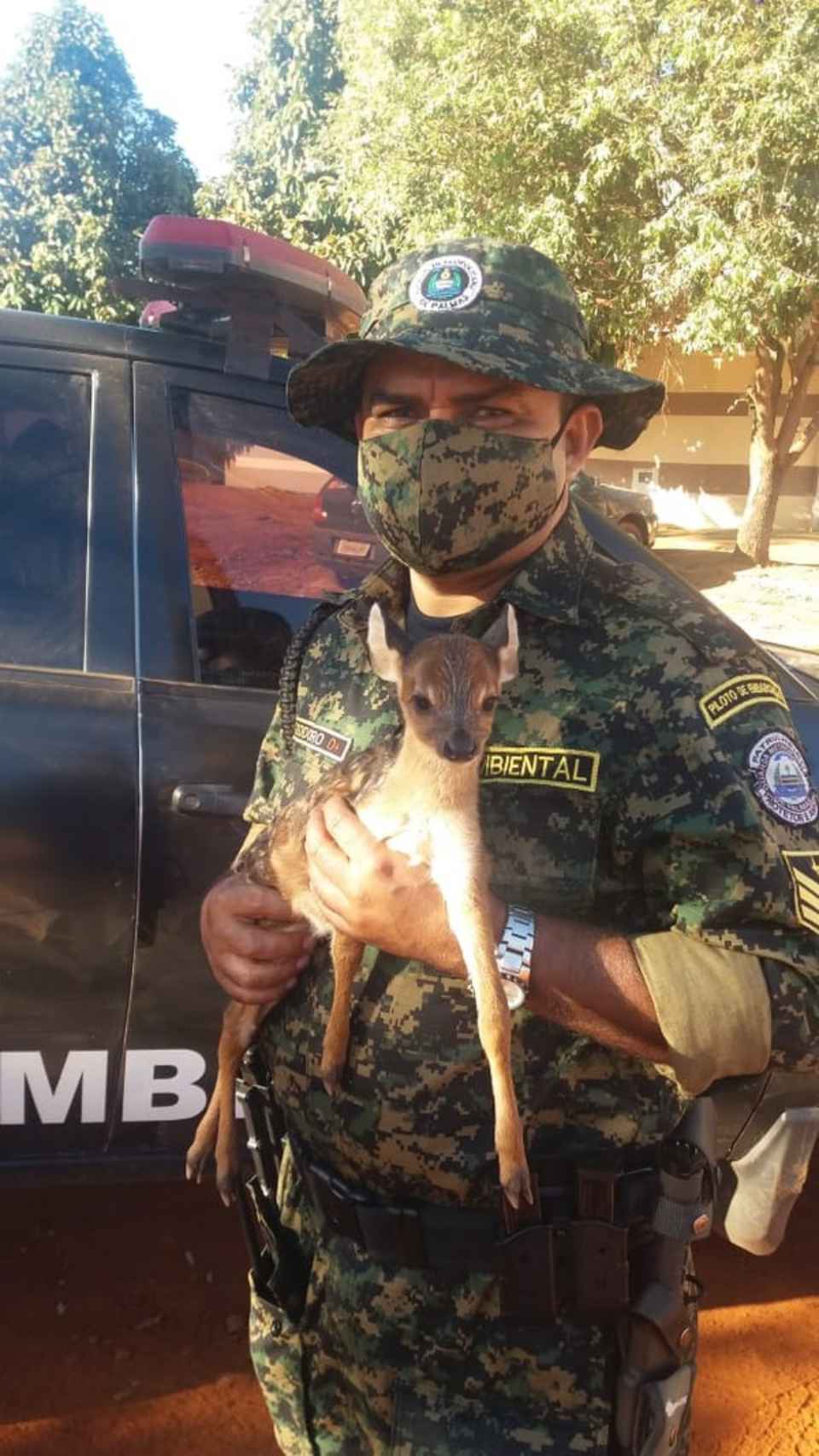 Veado é resgatado no Tocantins