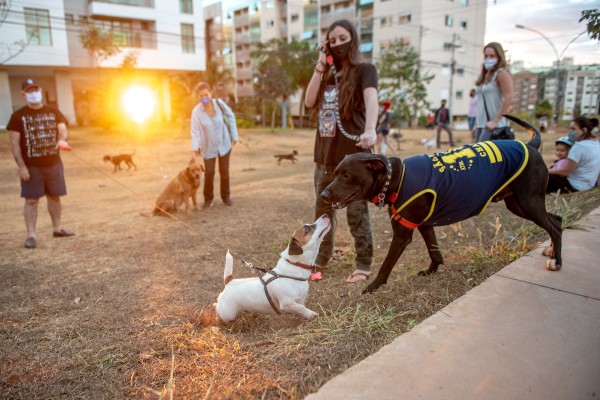 Moradores do Noroeste que gostam de se reunir para brincar com seus cachorros em área comum da quadra 309