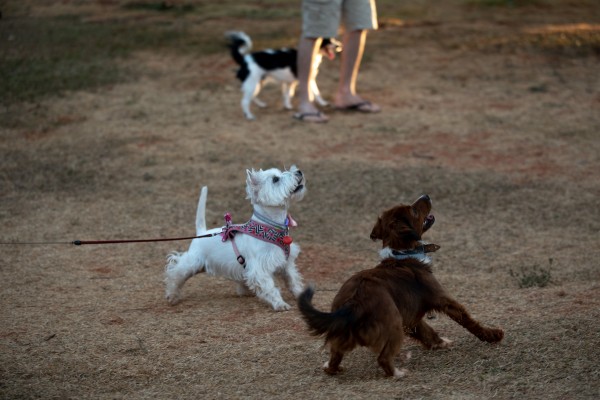 cachorros brincando