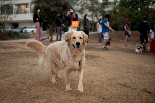 cachorro