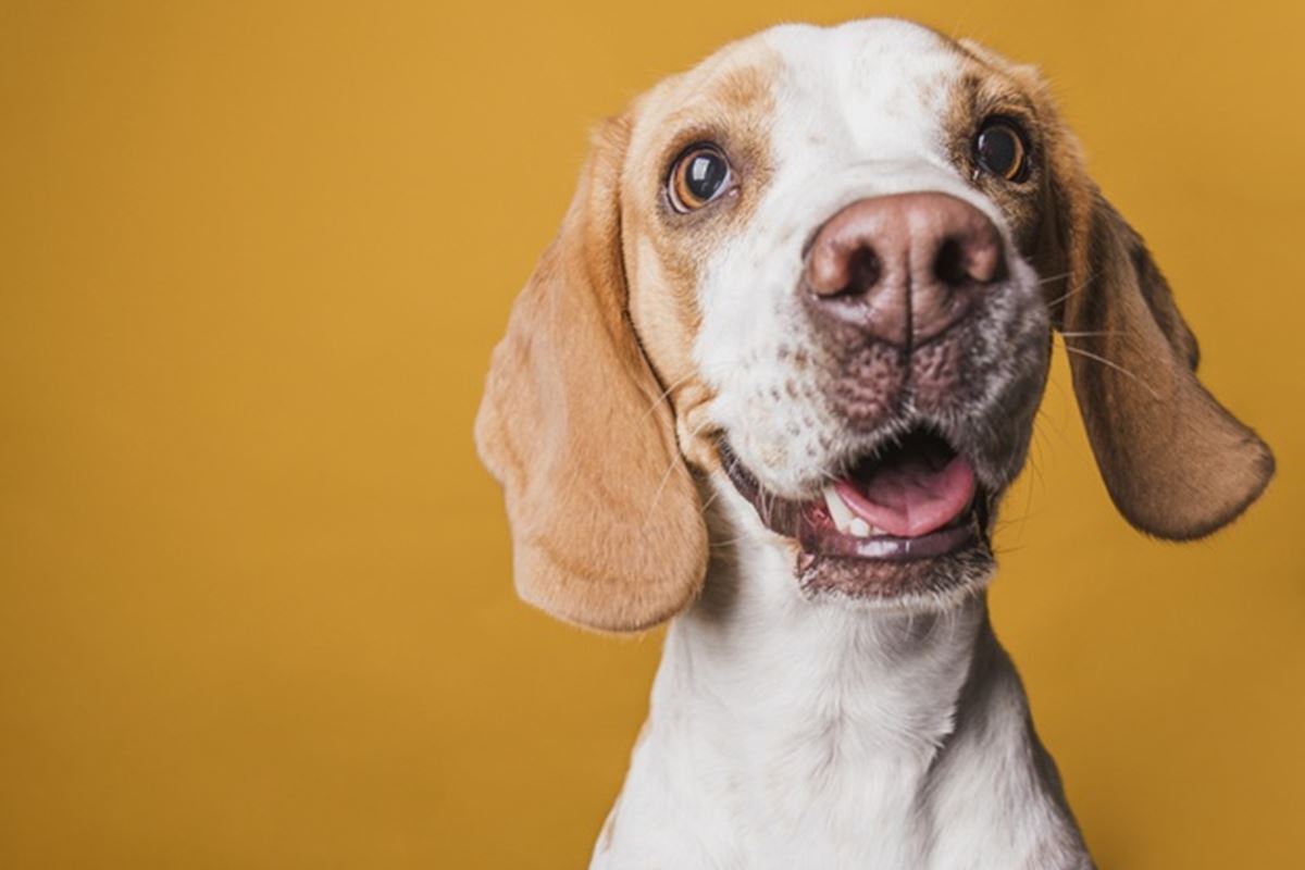 Cachorro olhando para a câmera