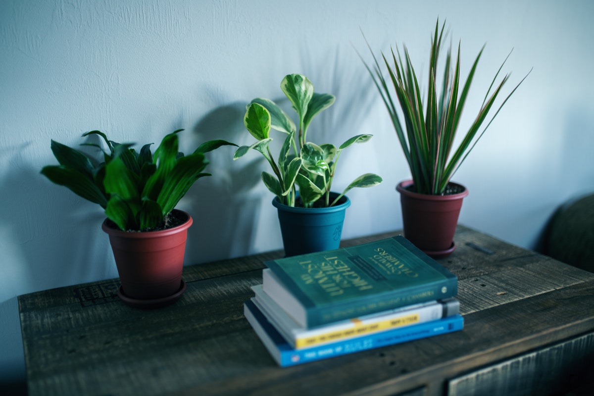 vasos de plantas em cabeceira