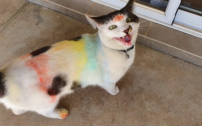 Gatos pintados de giz