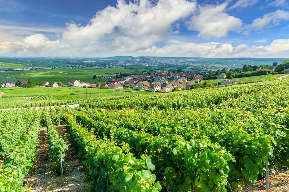 Vinícola em Champagne, França