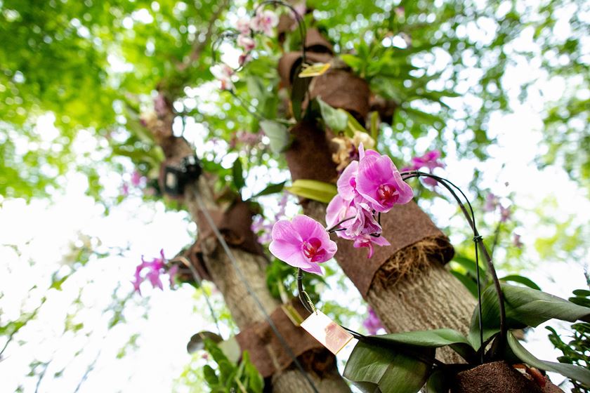 Restaurante Mayer e Café das Orquideas