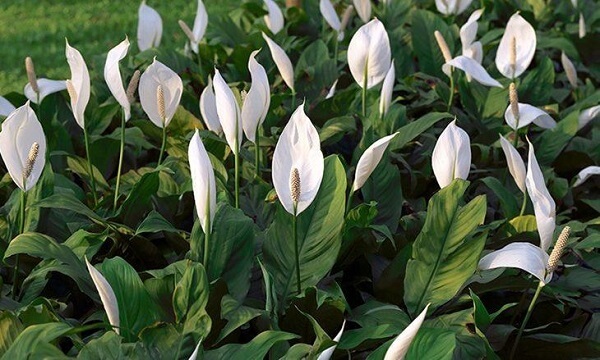 planta lírio em jardim