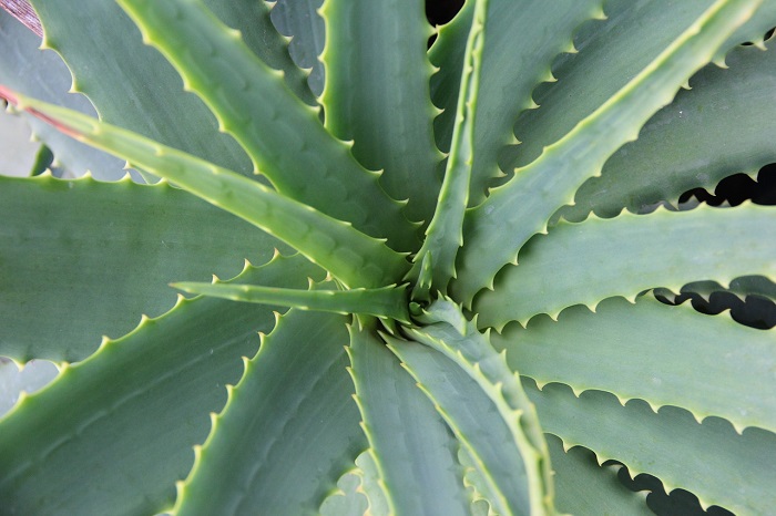 planta aloe vera